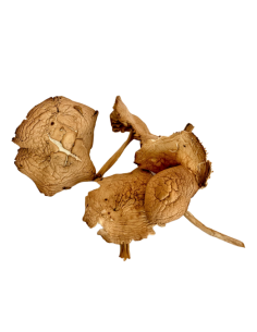 Dried whole fairy rings