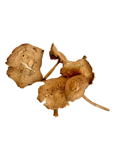 Dried whole fairy rings
