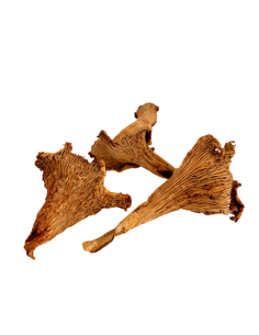 Girolles entières séchées